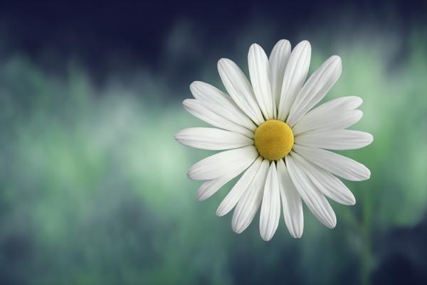 Download: An image of a white Marguerite flower-banrupi